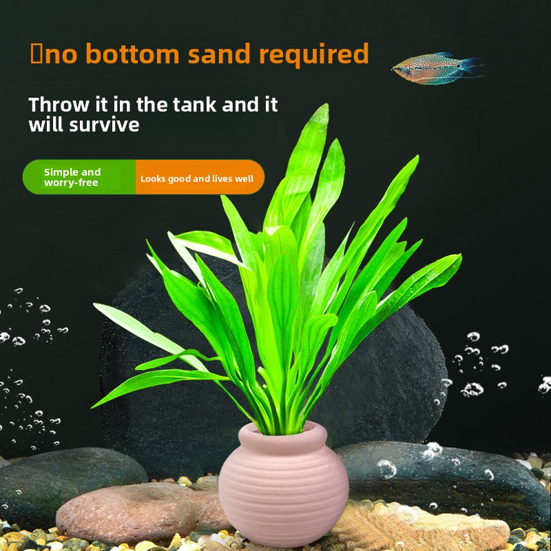 cmomo Aquarium Plant Anchors - - огляд і ціна Planted Aquarium Anubias
