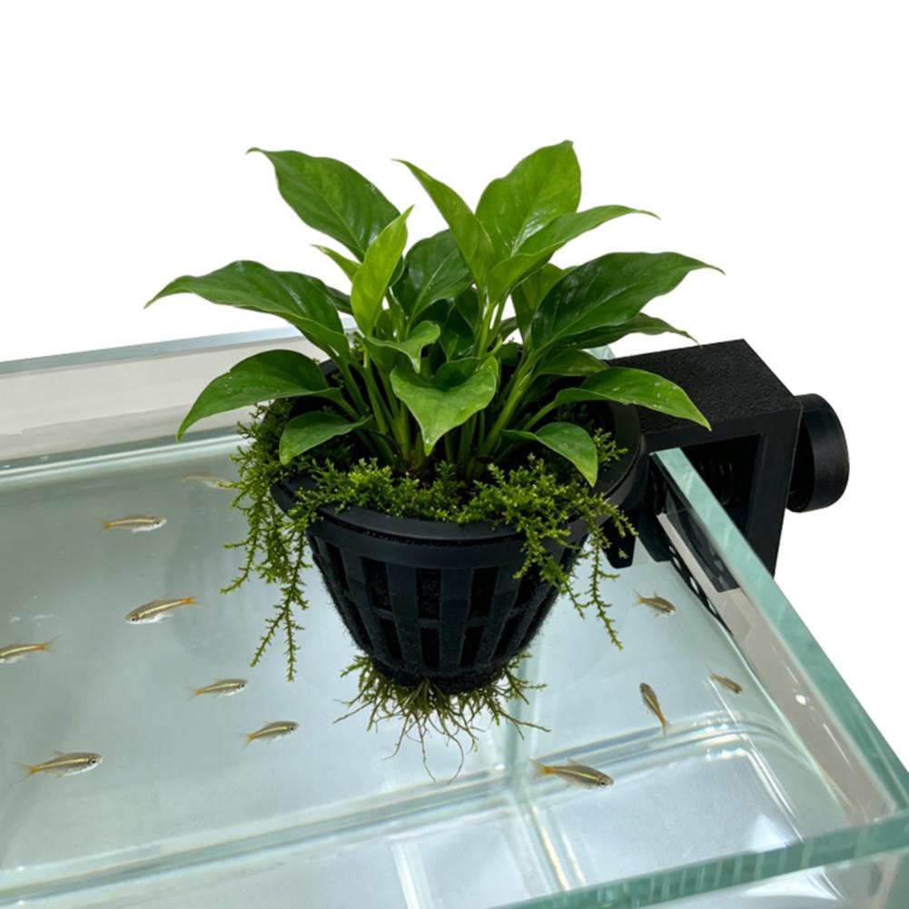 Aquatic Plant Holder Aquarium  - огляд і ціна Planted Aquarium Anubias