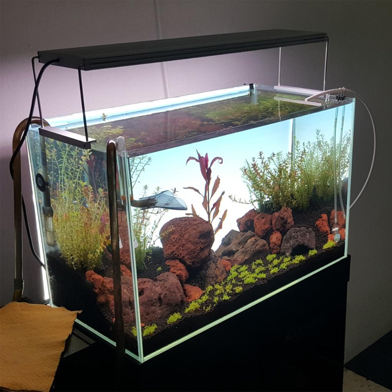 Best-selling white LED aquariu - огляд і ціна Planted Aquarium Best Fish